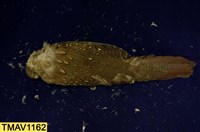 藍腹鷴藏品圖，第8張